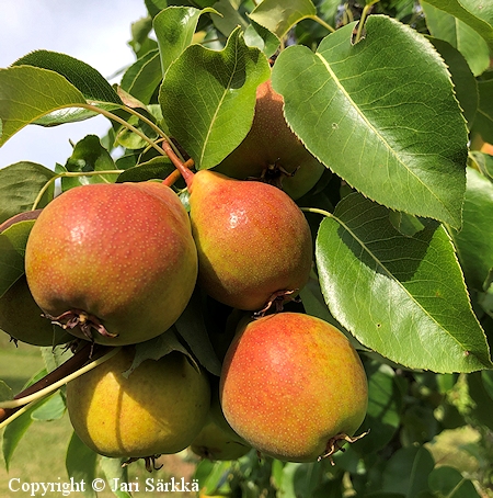 Pyrus communis 'Lada'